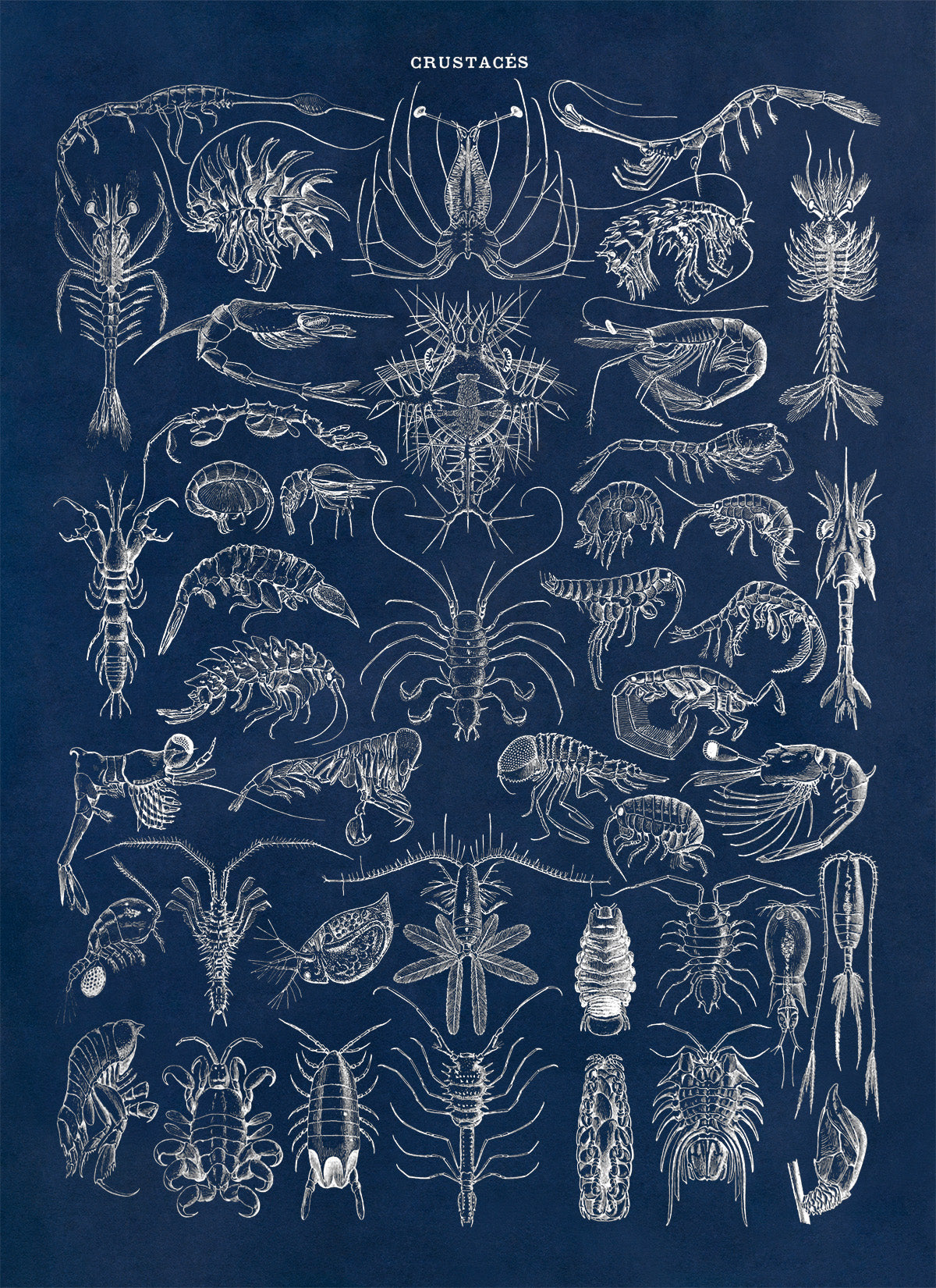 Crustacean Species Print, AM71