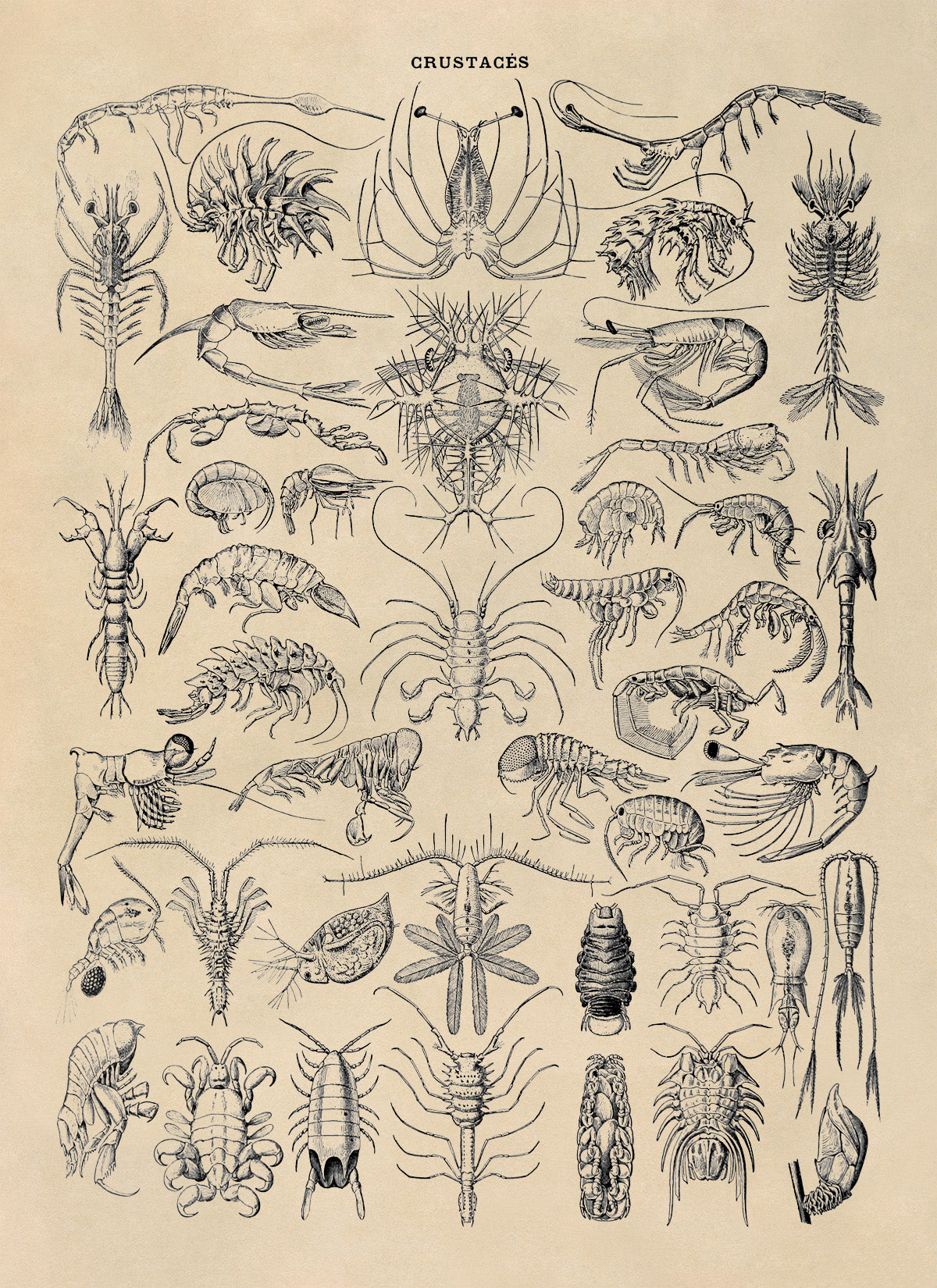 Crustacean Species Print, AM71