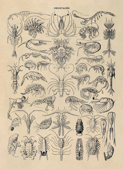 Crustacean Species Print, AM71