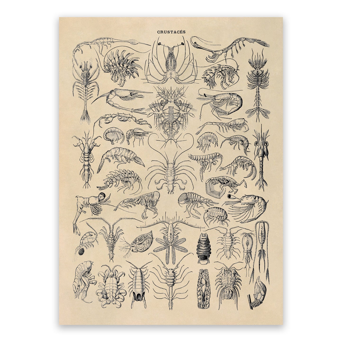 Crustacean Species Print, AM71