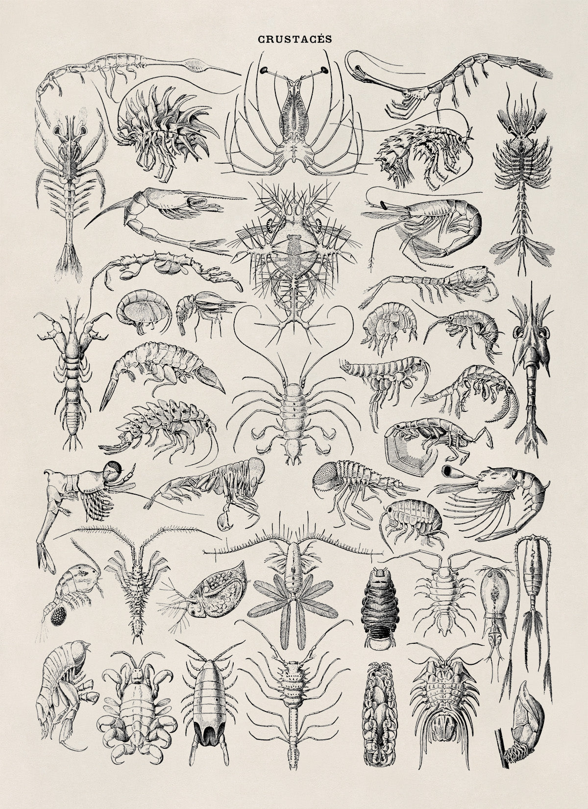 Crustacean Species Print, AM71