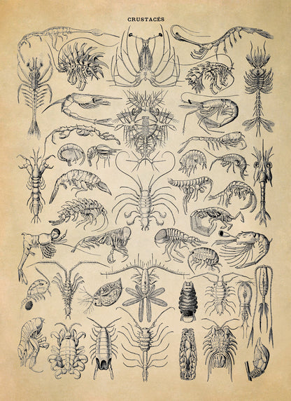 Crustacean Species Print, AM71