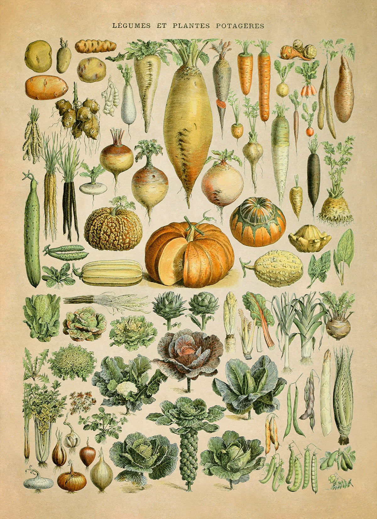 Vegetable Plants Illustration Print, AM72