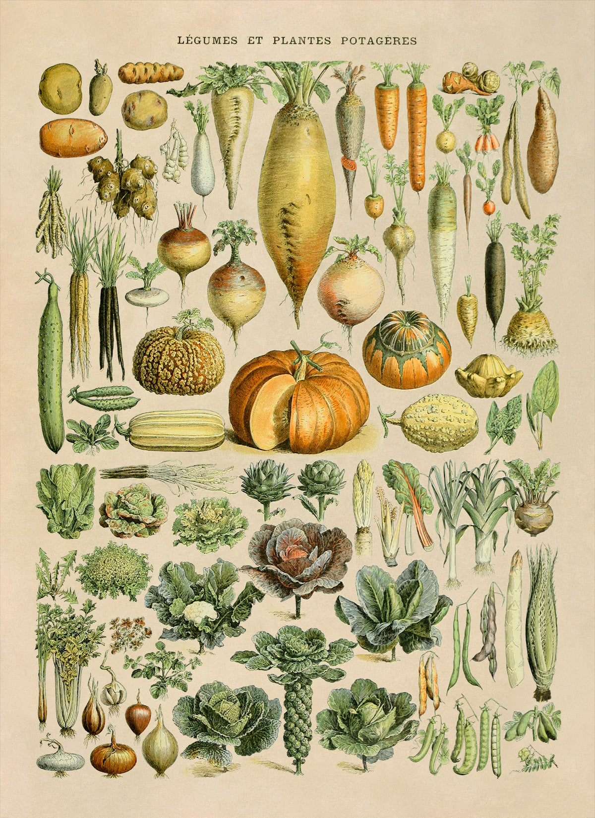 Vegetable Plants Illustration Print, AM72