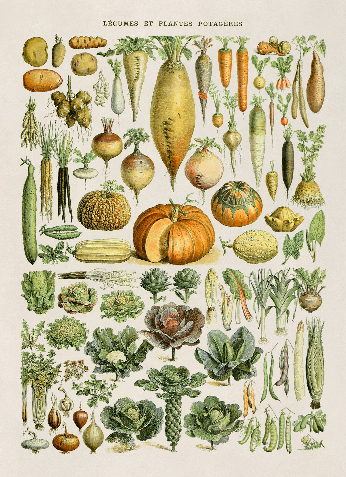 Vegetable Plants Illustration Print, AM72