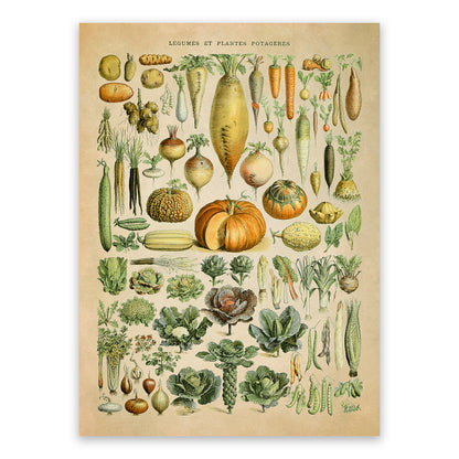 Vegetable Plants Illustration Print, AM72