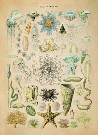 Oceanography and Sea Life Illustration Print, AM73