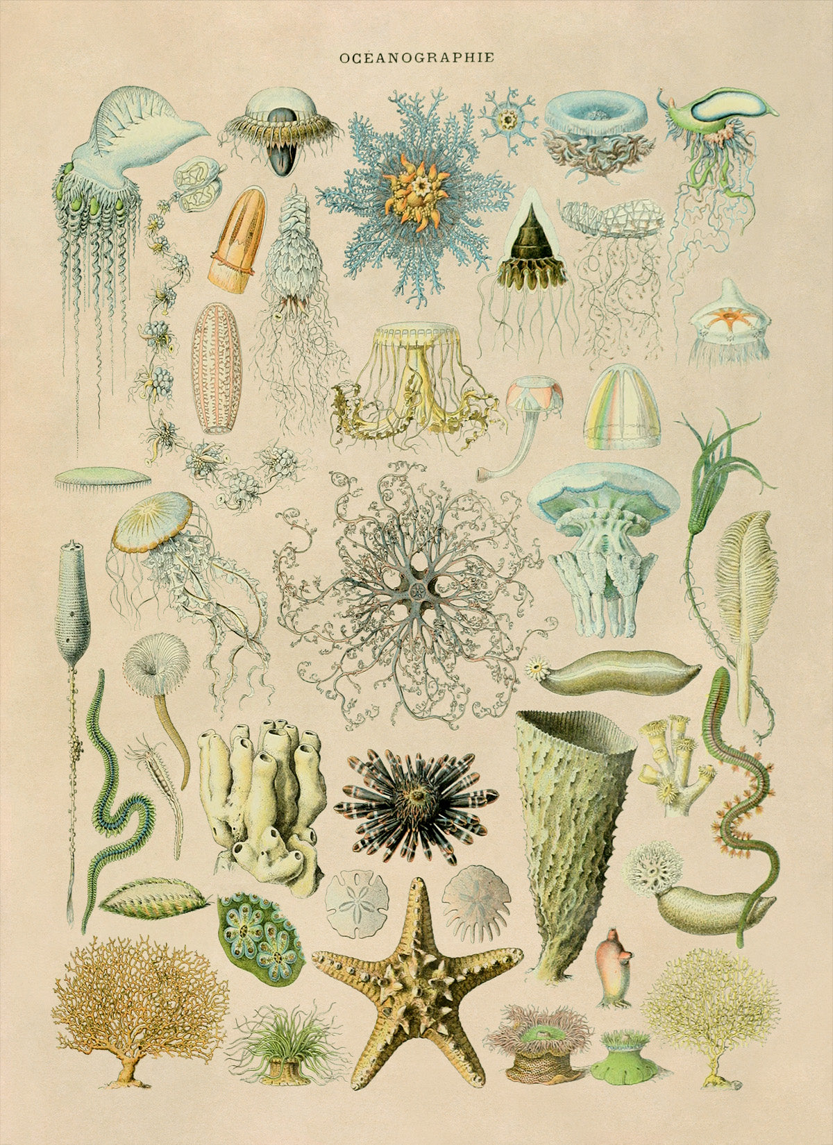 Oceanography and Sea Life Illustration Print, AM73