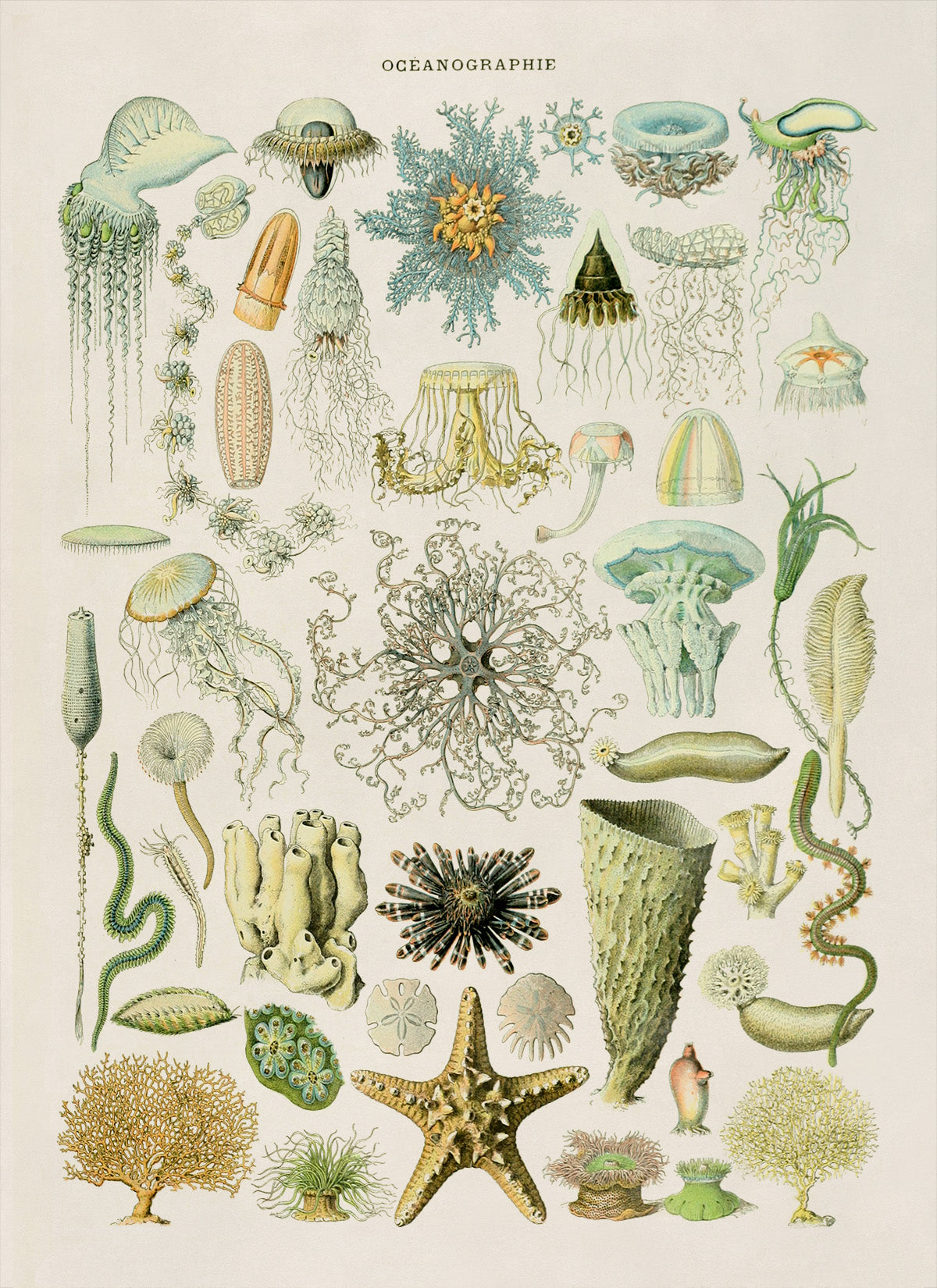 Oceanography and Sea Life Illustration Print, AM73