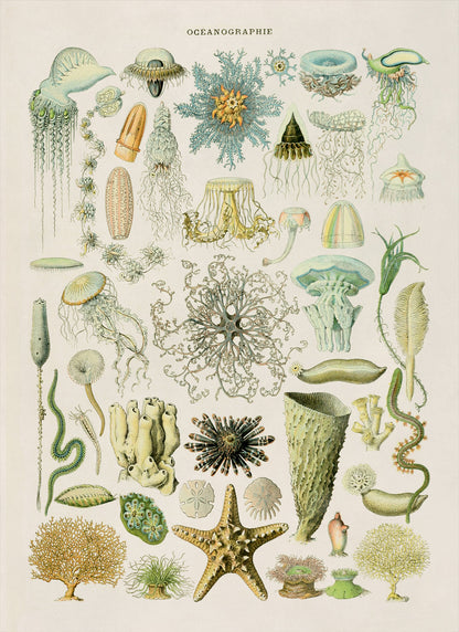 Oceanography and Sea Life Illustration Print, AM73