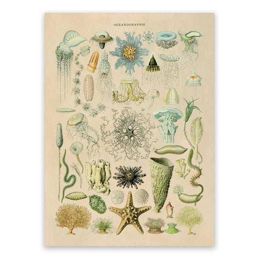 Oceanography and Sea Life Illustration Print, AM73