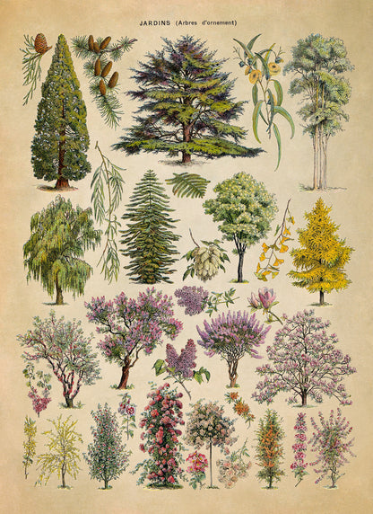 Ornamental Trees Illustration Print, AM75