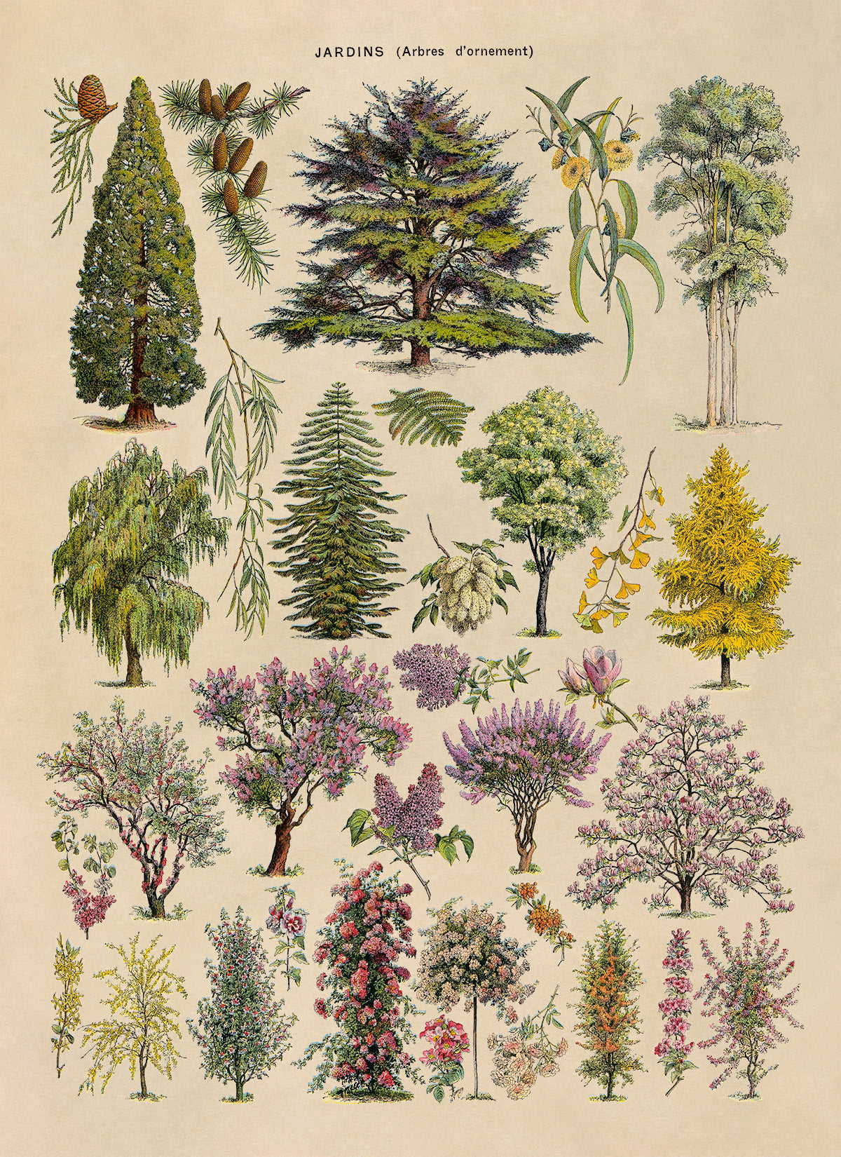 Ornamental Trees Illustration Print, AM75