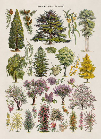 Ornamental Trees Illustration Print, AM75