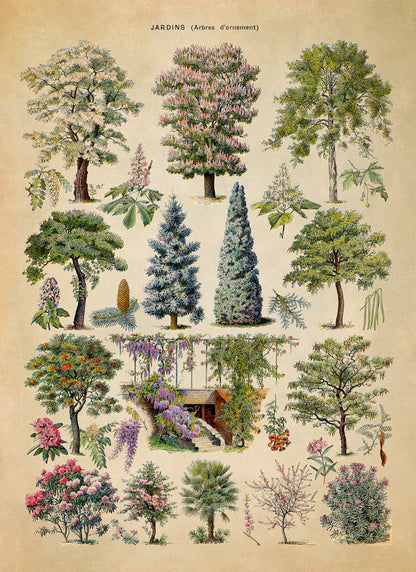 Ornamental Trees and Shrubs Illustration Print, AM76