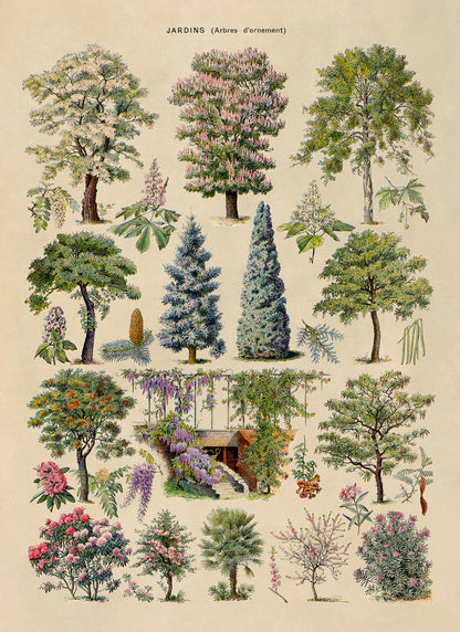 Ornamental Trees and Shrubs Illustration Print, AM76