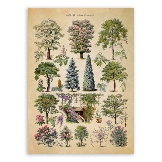 Ornamental Trees and Shrubs Illustration Print, AM76