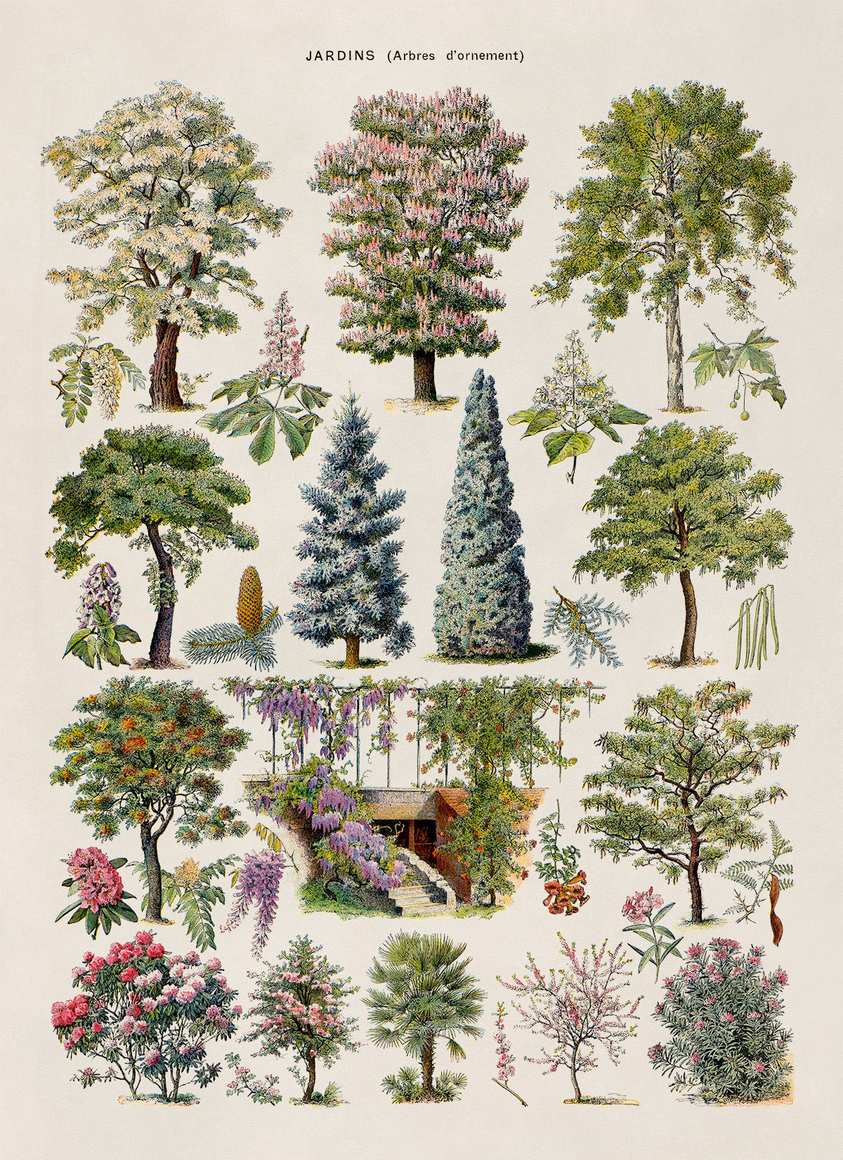 Ornamental Trees and Shrubs Illustration Print, AM76