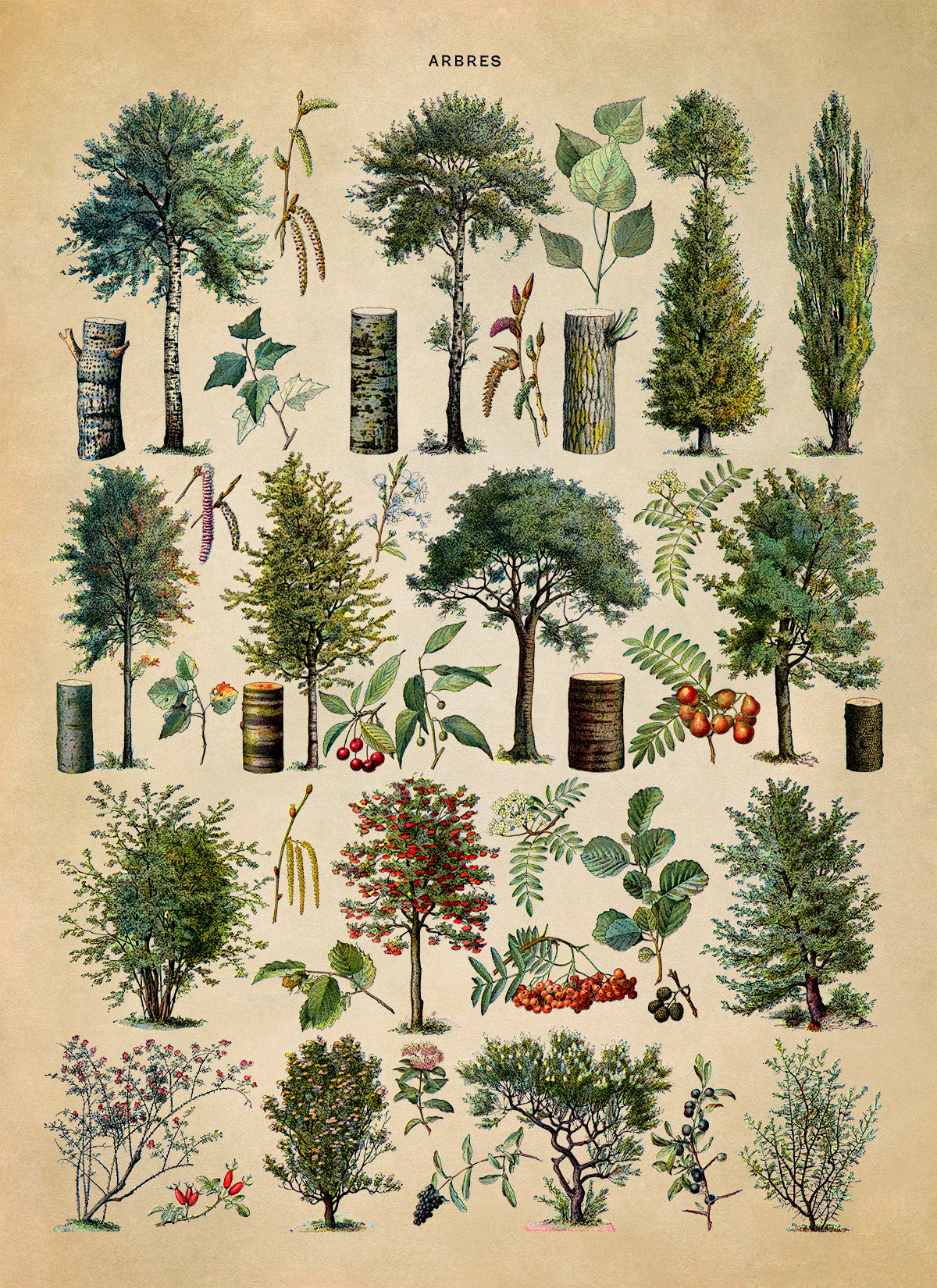 Forest Tree Species Illustration Print, AM77