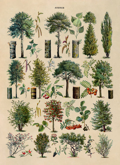 Forest Tree Species Illustration Print, AM77