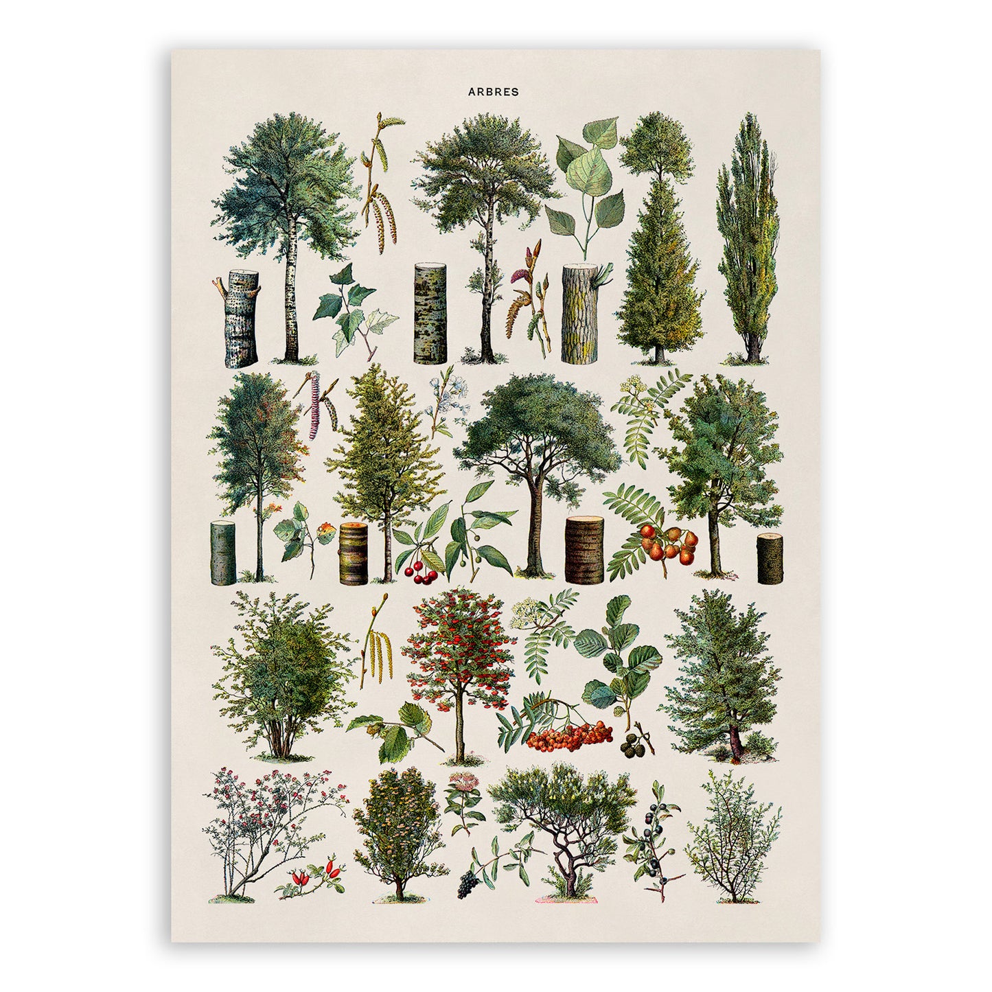 Forest Tree Species Illustration Print, AM77