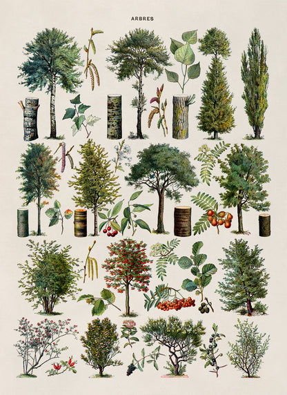 Forest Tree Species Illustration Print, AM77