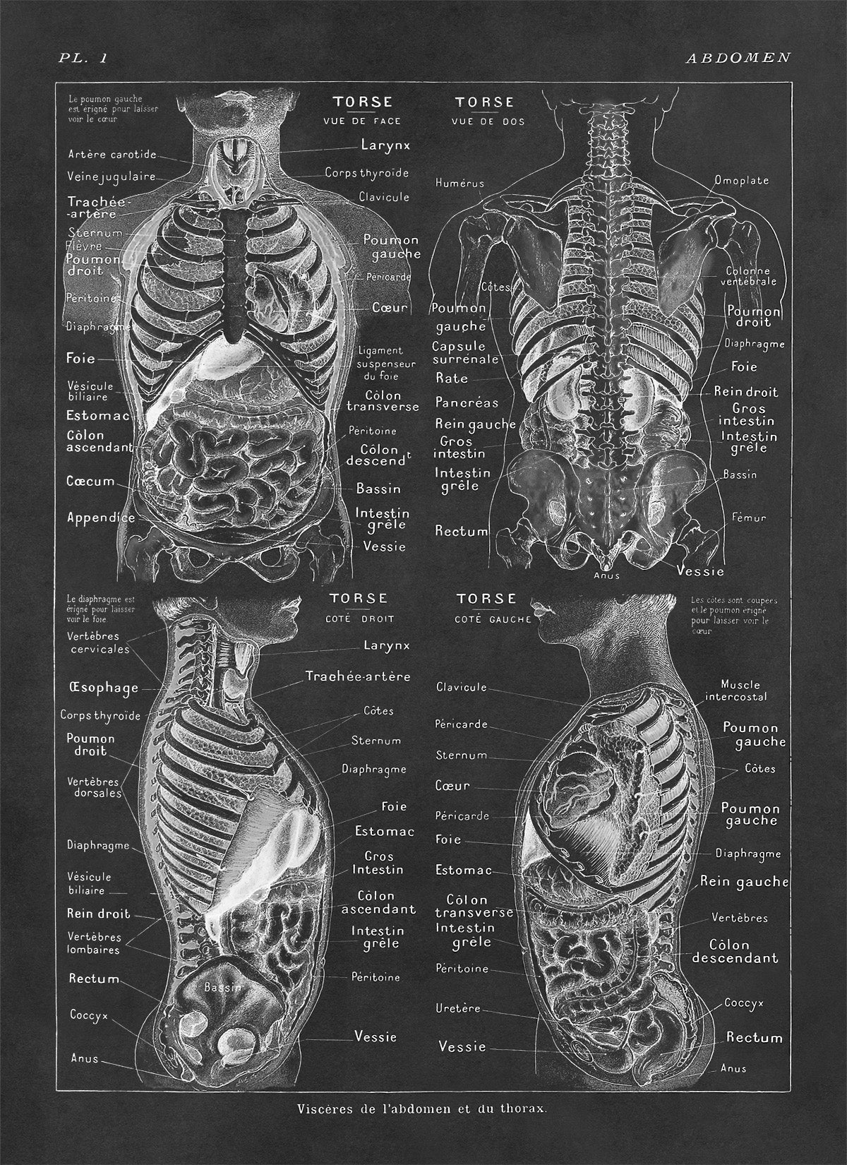 Human Abdomen Medical Anatomy Illustration Print, AM79