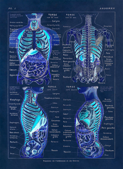 Human Abdomen Medical Anatomy Illustration Print, AM79