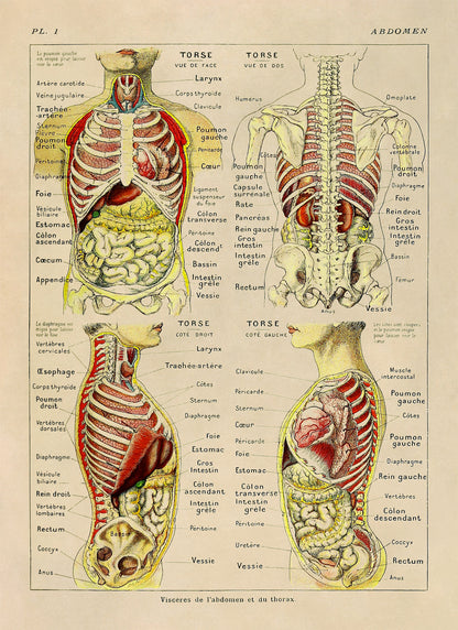 Human Abdomen Medical Anatomy Illustration Print, AM79