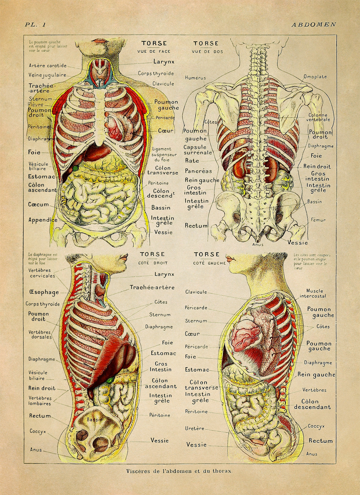 Human Abdomen Medical Anatomy Illustration Print, AM79