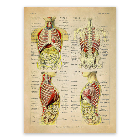 Human Abdomen Medical Anatomy Illustration Print, AM79