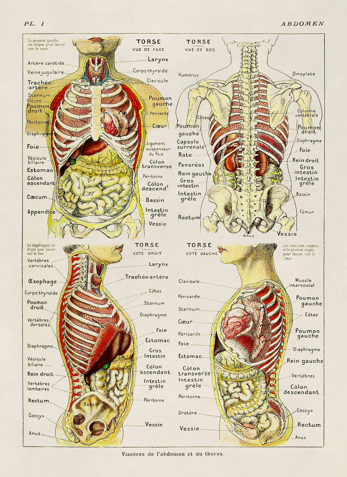 Human Abdomen Medical Anatomy Illustration Print, AM79