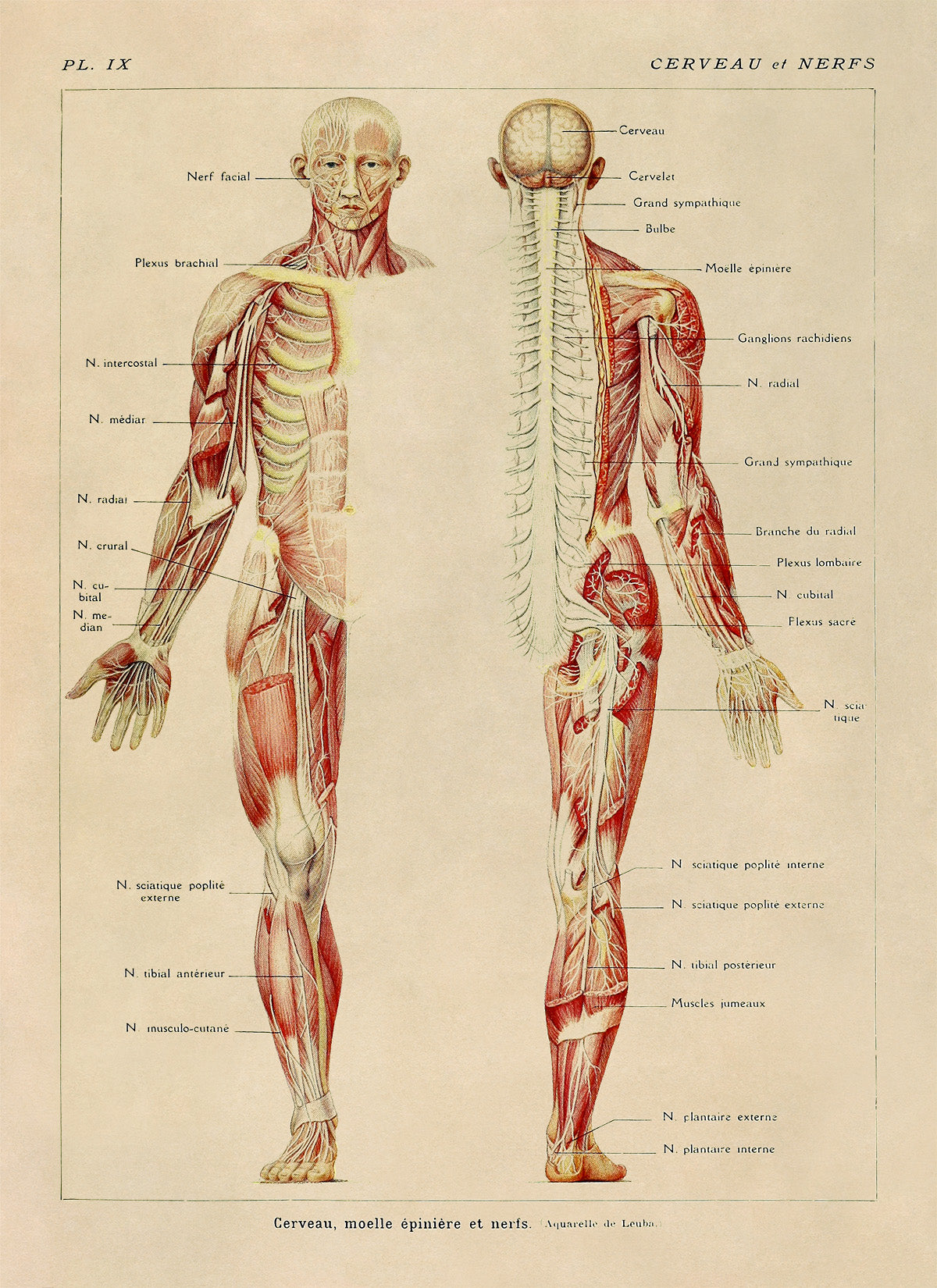 Human Brain and Nervous System Medical Anatomy Diagram Print, AM82