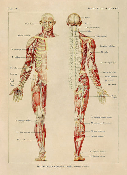 Human Brain and Nervous System Medical Anatomy Diagram Print, AM82