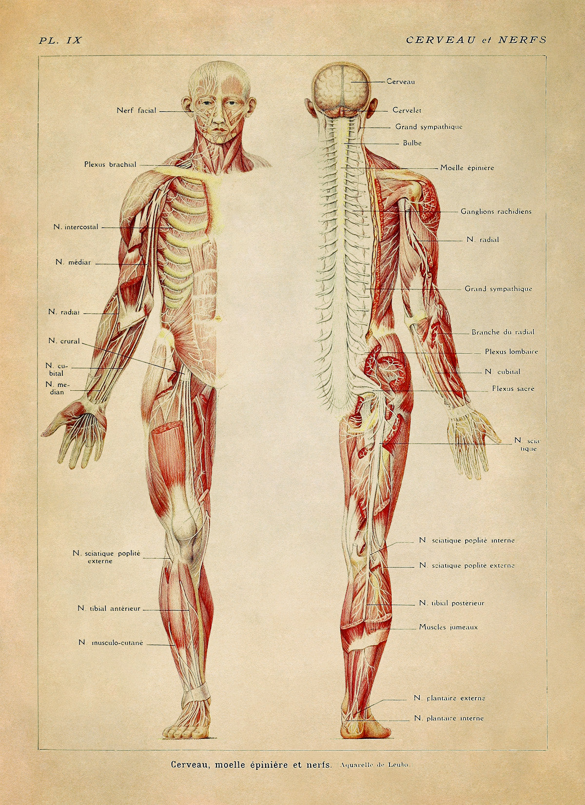 Human Brain and Nervous System Medical Anatomy Diagram Print, AM82