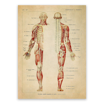 Human Brain and Nervous System Medical Anatomy Diagram Print, AM82