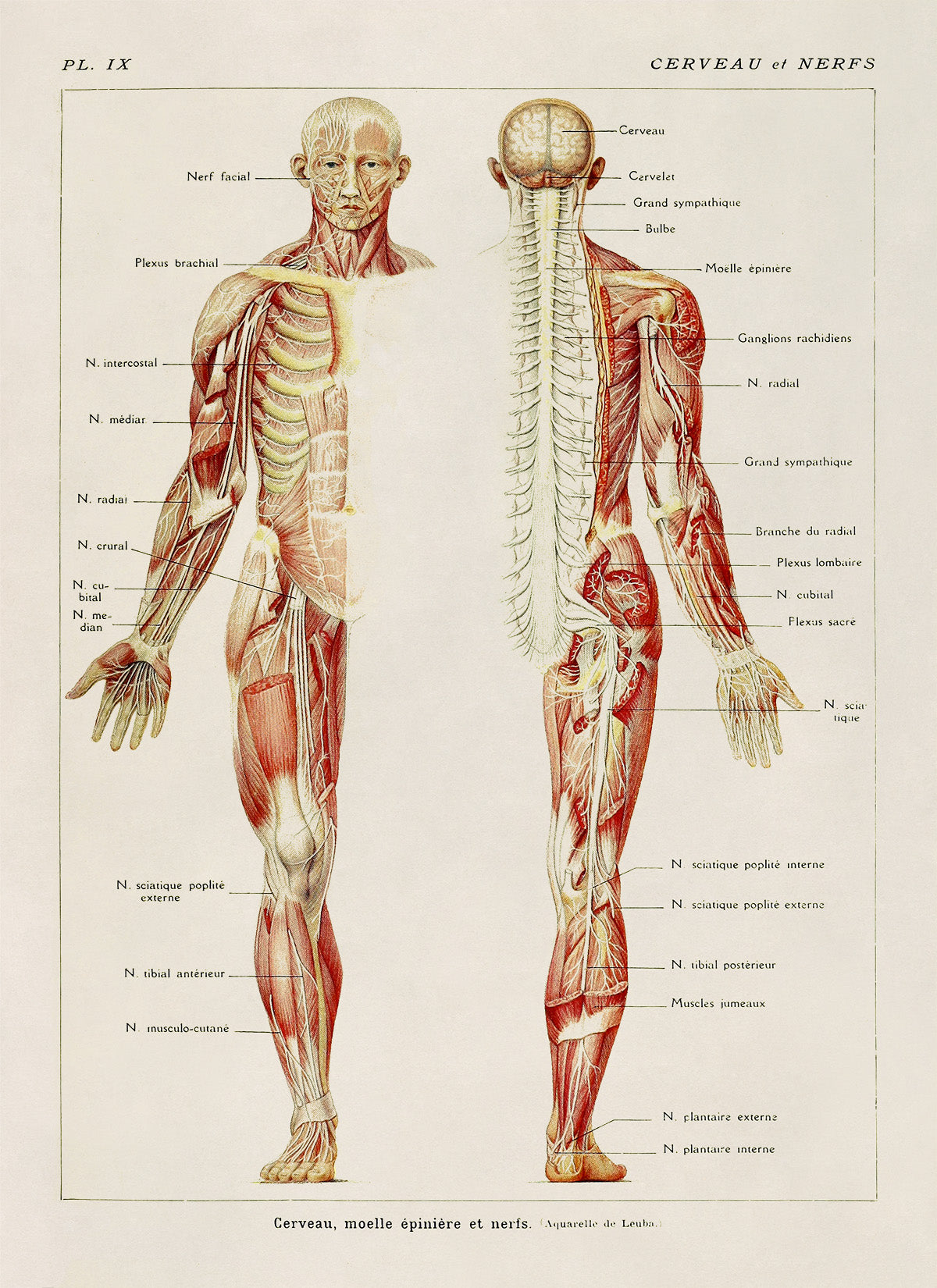 Human Brain and Nervous System Medical Anatomy Diagram Print, AM82