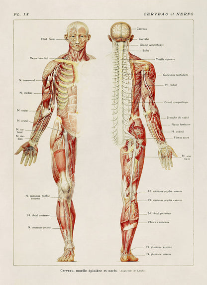 Human Brain and Nervous System Medical Anatomy Diagram Print, AM82