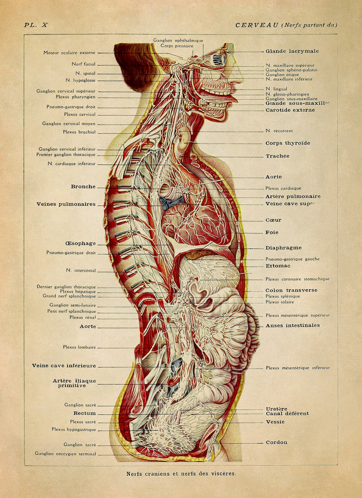 Human Brain and Nervous System Medical Anatomy Chart Print, AM83