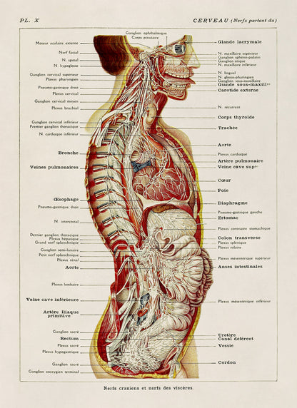 Human Brain and Nervous System Medical Anatomy Chart Print, AM83