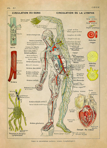 Human Heart, Circulation and Cardiovascular System Medical Anatomy Chart Print, AM85