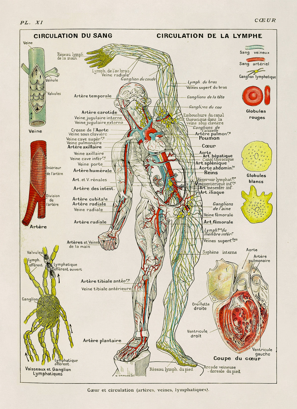 Human Heart, Circulation and Cardiovascular System Medical Anatomy Chart Print, AM85