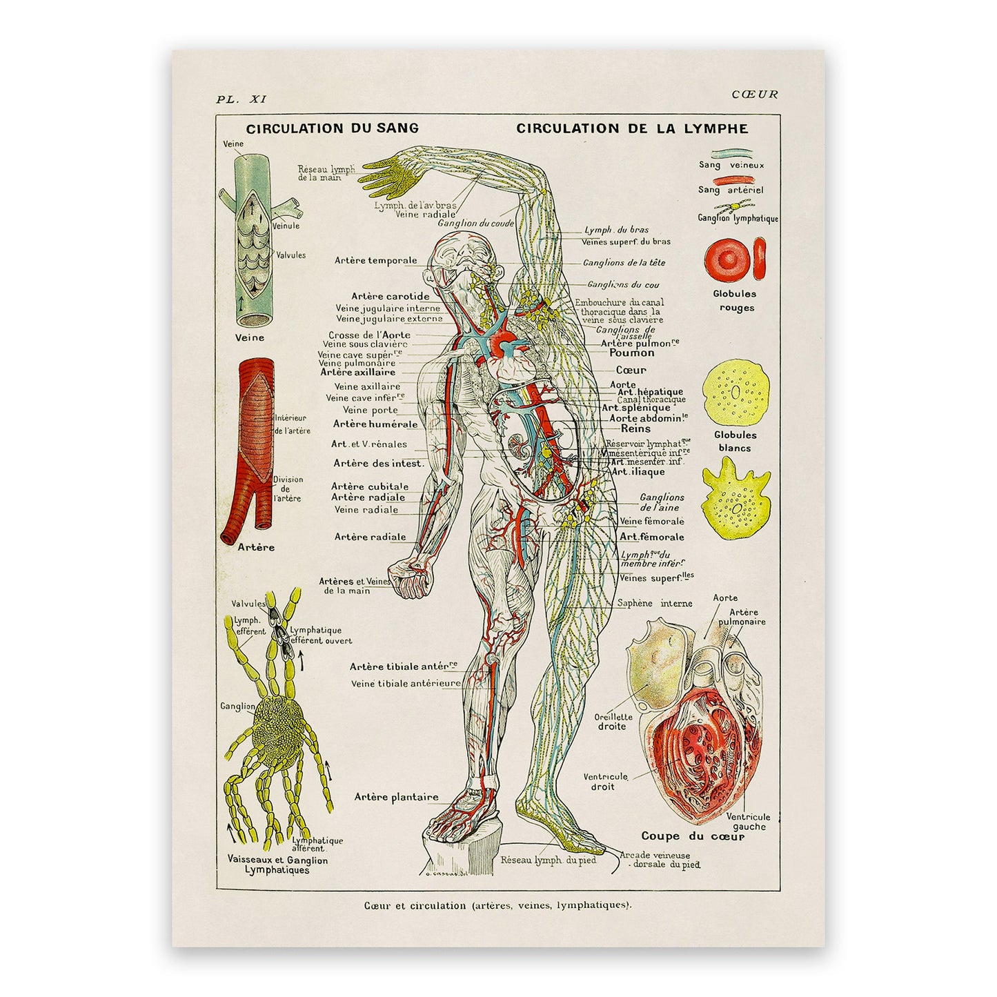 Human Heart, Circulation and Cardiovascular System Medical Anatomy Chart Print, AM85