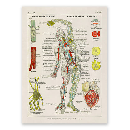 Human Heart, Circulation and Cardiovascular System Medical Anatomy Chart Print, AM85