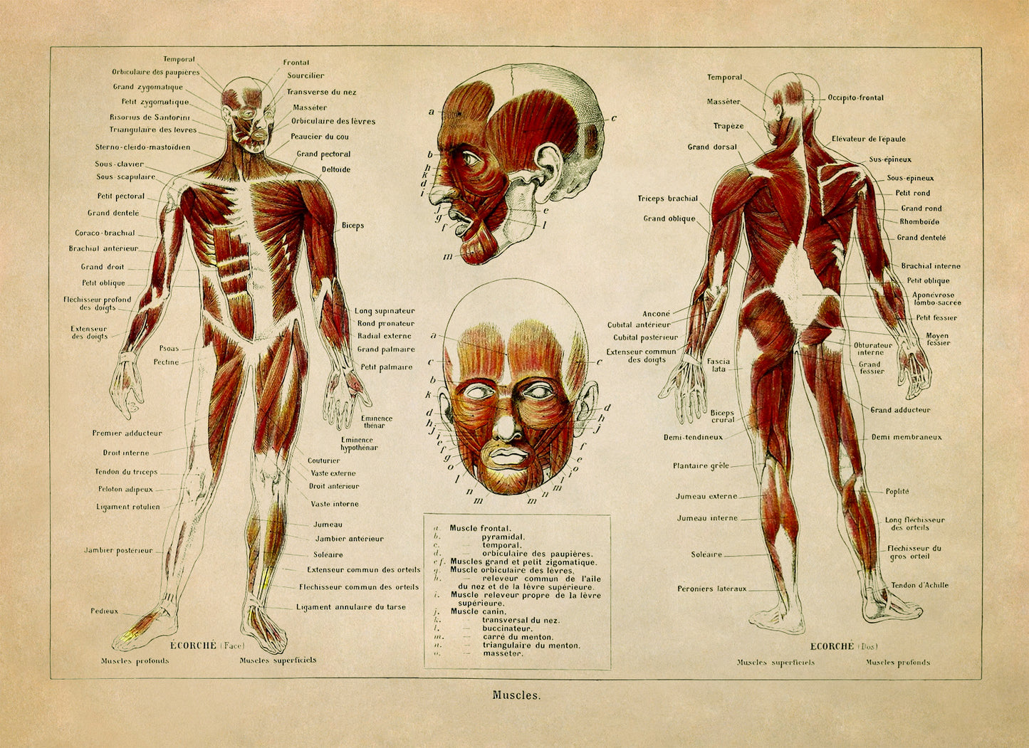 Human Muscular System Medical Anatomy Chart Print, AM87