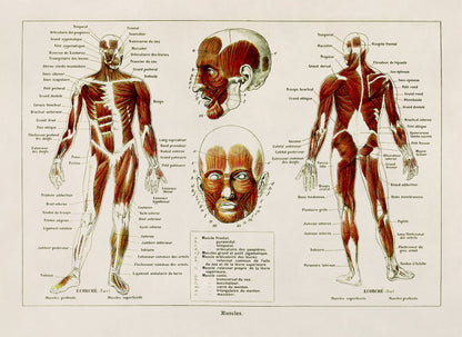 Human Muscular System Medical Anatomy Chart Print, AM87