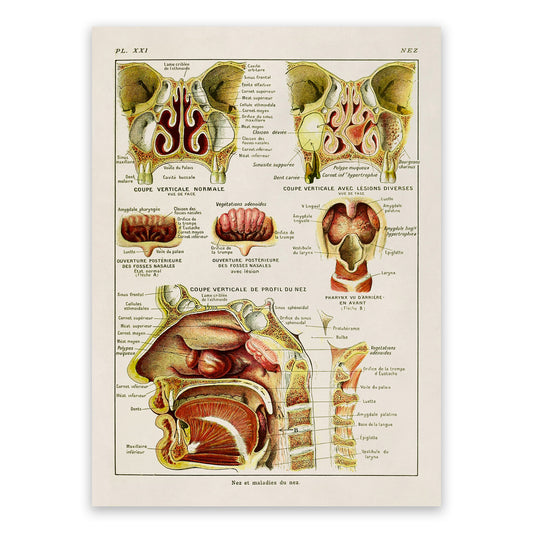 Human Nose and Throat Medical Anatomy Chart Print, AM88