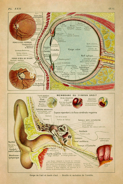 Human Eye Anatomy Illustration Print, AM89