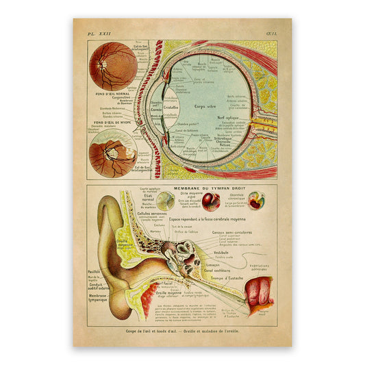 Human Eye Anatomy Illustration Print, AM89