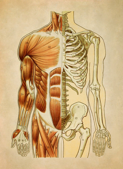 Front Human Muscular and Skeletal System Anatomy Chart Print, AM93